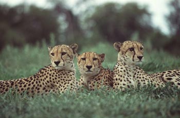 Cheetahs