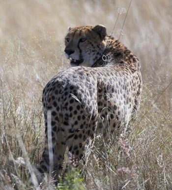 Cheetah