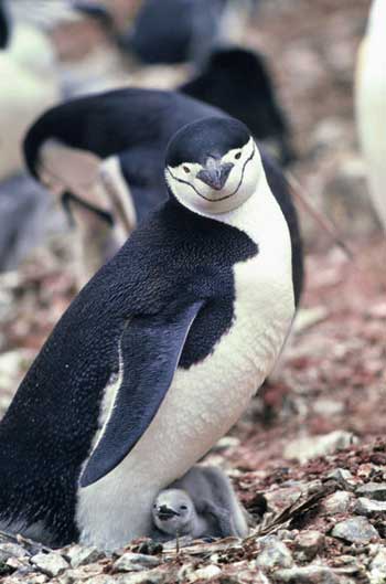 Chinstrap Penguin with Chick