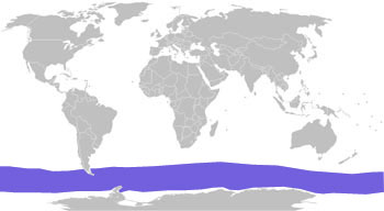 Chinstrap Penguin Range Map (Antarctica)