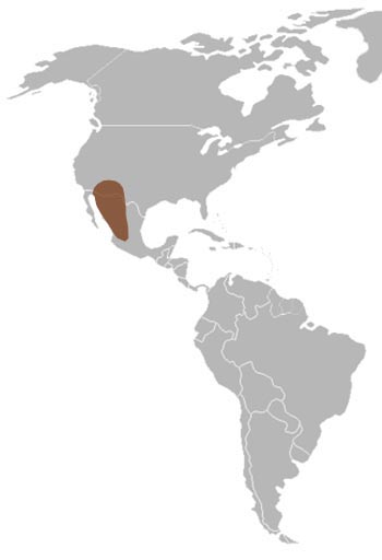 map of usa and mexico. Map (SW USA amp; Mexico)