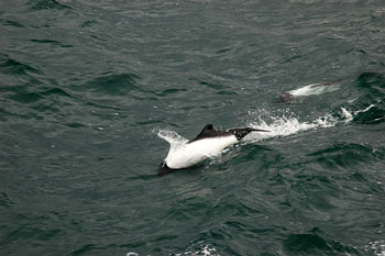 Commerson's Dolphin