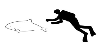 The size of a Commerson's Dolphin compared to an average human