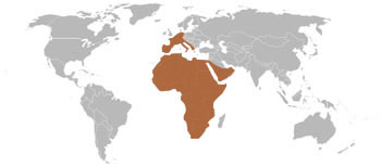 Common Genet Range Map (Europe, Africa, & Middle East)