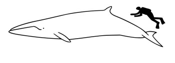 The size of a Common Minke Whale compared to an average human