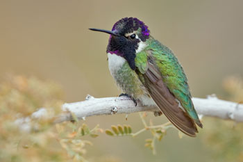 Costa's Hummingbird
