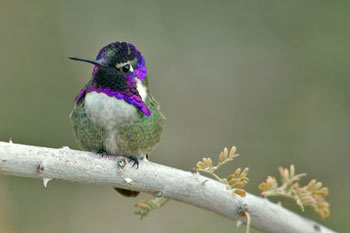 Costa's Hummingbird
