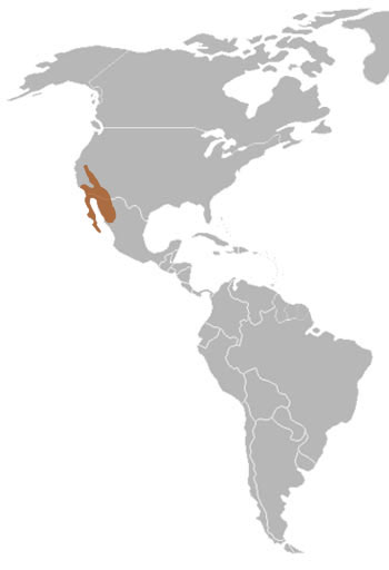 Costa's Hummingbird Range Map (SW USA & Mexico)
