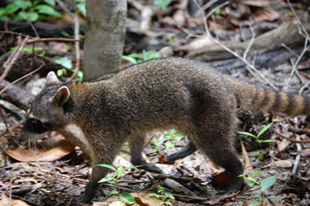 Crab-Eating Raccoon
