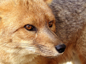 Culpeo Fox