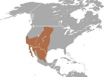 Desert Cottontail Range Map (North & Central America)