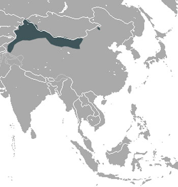 Desert Hare Range Map (Asia)