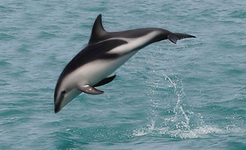 Dusky Dolphin