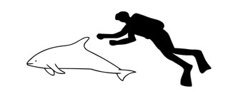 The size of a Dusky Dolphin compared to an average human