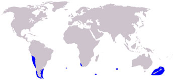 Dusky Dolphin Range Map (S Atlantic, S Pacific & Indian Ocean)