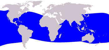 Dwarf Sperm Whale Range Map (Warm Waters Worldwide)