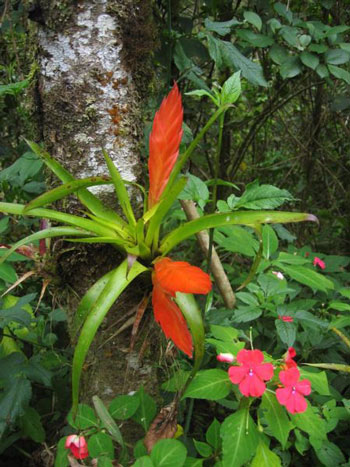 An Epiphyte in Costa Rica.