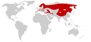 Eurasian Lynx Range Map (N Europe to E Asia)