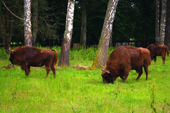European Bison