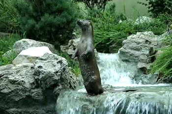 European Otter