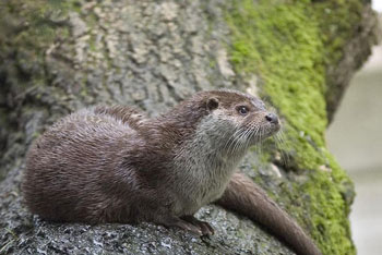 European Otter