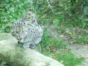 Fishing Cat