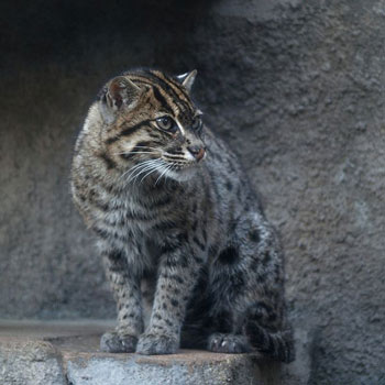 Fishing Cat