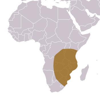 Four-Toed Elephant Shrew Range Map (Central & East Africa)