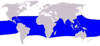 Fraser's Dolphin Range Map (Tropical Waters Worldwide)