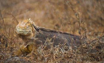 Galapagos Land Iguana