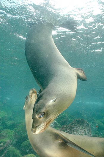 Juvenile Galapagos Sea Lions Under Water