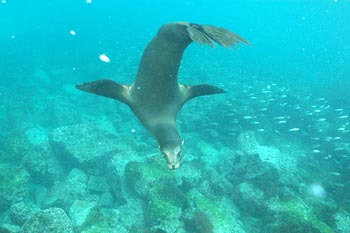 Juvenile Galapagos Sea Lion Under Water