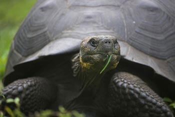 Galapagos Tortoise