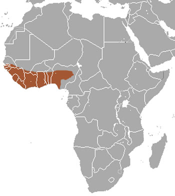 Gambian Mongoose Range Map (Africa)