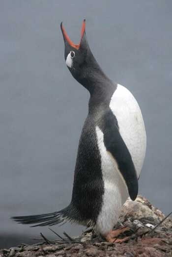 Gentoo Penguin