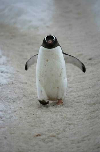 Gentoo Penguin