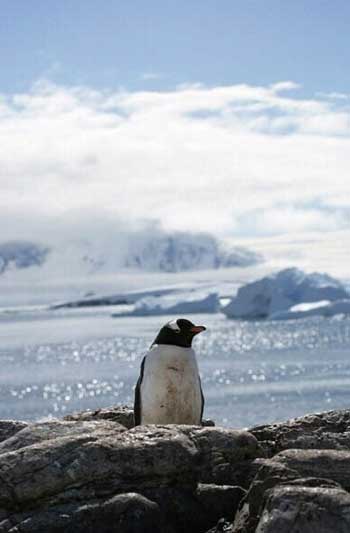 Gentoo Penguin