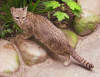 Geoffroy's Cat