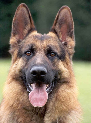 German shepherd dog: