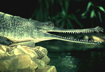 Gharial