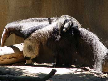 Giant Anteater