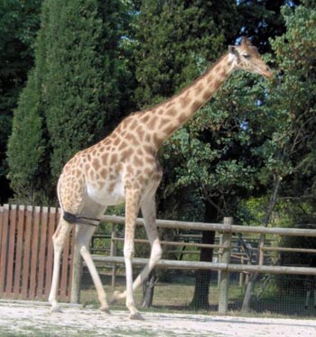 West African Giraffe