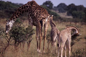 Masai Giraffe