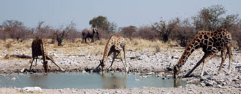 Angolan Giraffe