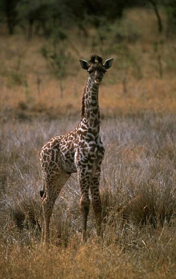 Young Giraffe