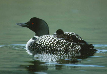 Great Northern Diver and Chick