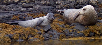 Grey Seal and her Pup