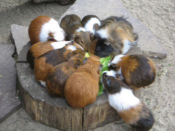 A group of Guinea Pigs