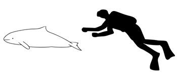 The size of a Haviside's Dolphin compared to an average human