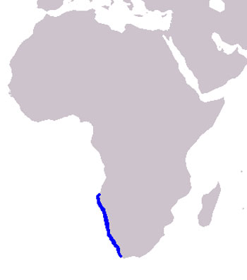 Haviside's Dolphin Range Map (Coast of Southern Africa)